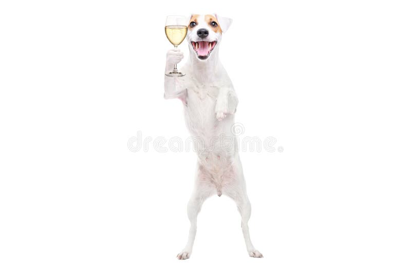 Retrato de un lindo gato russell terrier perro con una copa de champán en las manos sobre las patas traseras fotos de archivo libres de regalías