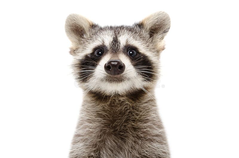 Retrato de un mapache divertido lindo fotos de archivo