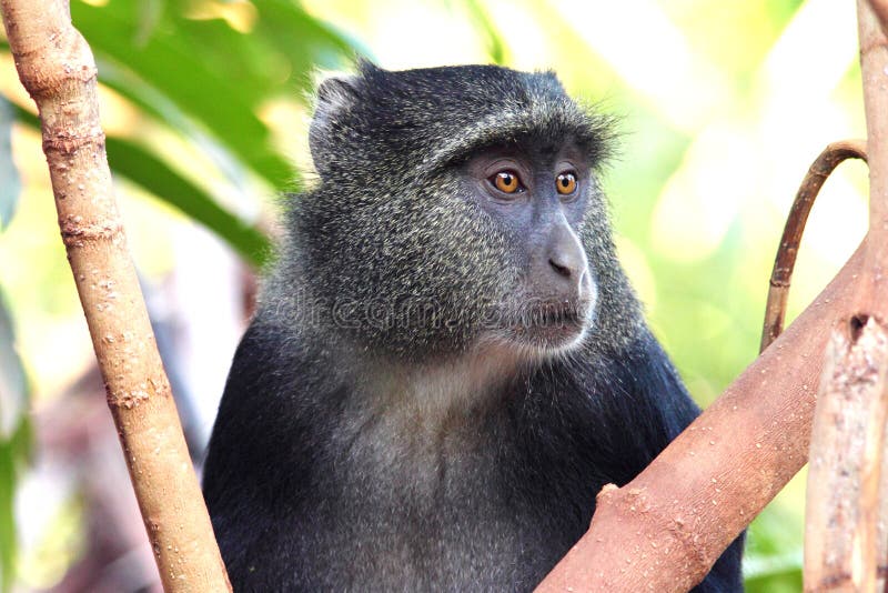 Mono Azul Africano Foto de stock y más banco de imágenes de Aire libre -  Aire libre, Animal, Azul - iStock