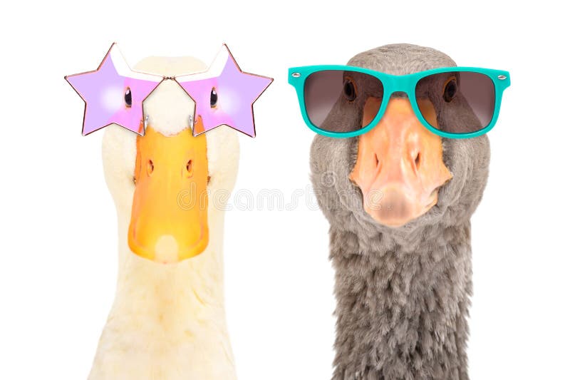Retrato de un pato elegante y una oca con gafas de sol imagen de archivo