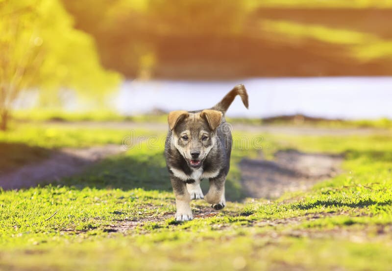 Retrato de un pequeño perrito lindo que camina en un sendero en el gre fotografía de archivo Retrato de un pequeño perrito lindo que camina en un sendero en el gre fotografía de archivo