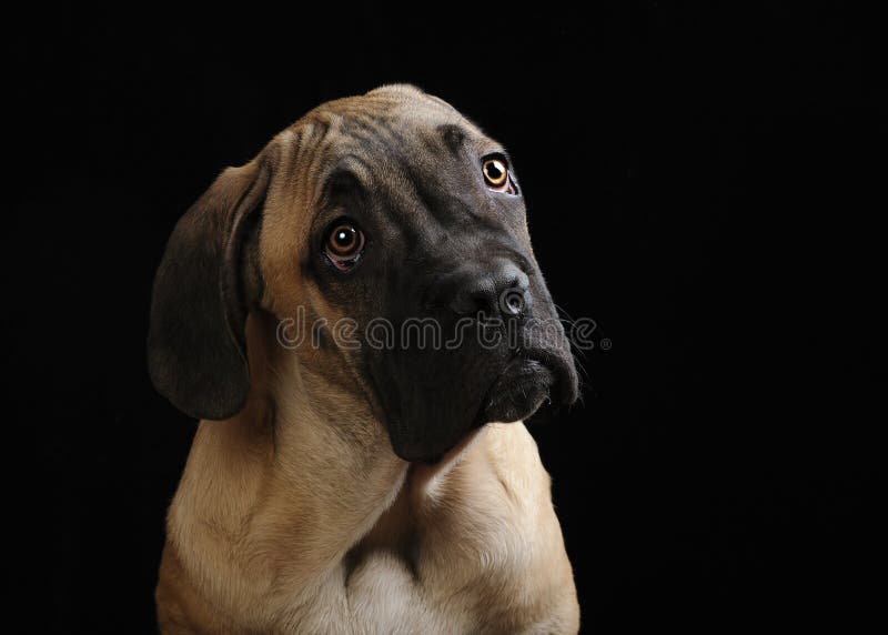 Portrait of a Mastiff puppy on a black background. Portrait of a Mastiff puppy on a black background