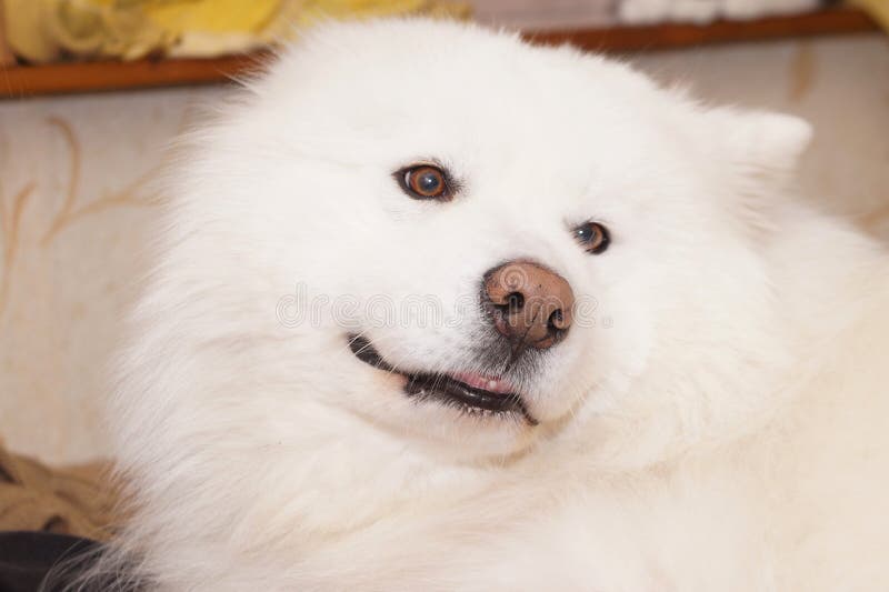 Portrait of a white Samoyed dog. A fluffy pet. High quality photo. Portrait of a white Samoyed dog. A fluffy pet. High quality photo