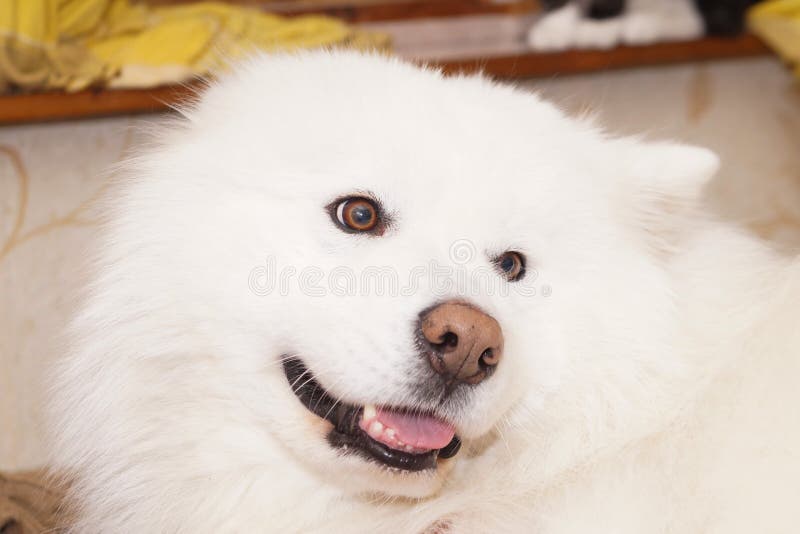 Portrait of a white Samoyed dog. A fluffy pet. High quality photo. Portrait of a white Samoyed dog. A fluffy pet. High quality photo