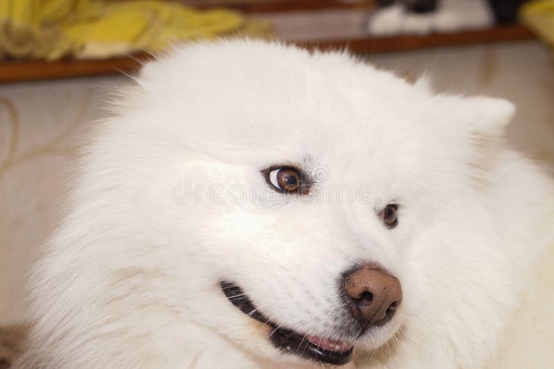 Portrait of a white Samoyed dog. A fluffy pet. High quality photo. Portrait of a white Samoyed dog. A fluffy pet. High quality photo