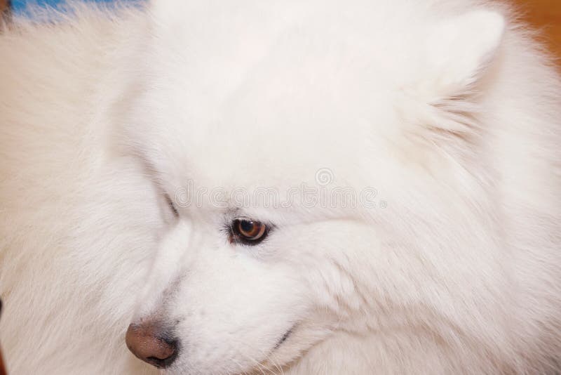 Portrait of a white Samoyed dog. A fluffy pet. High quality photo. Portrait of a white Samoyed dog. A fluffy pet. High quality photo