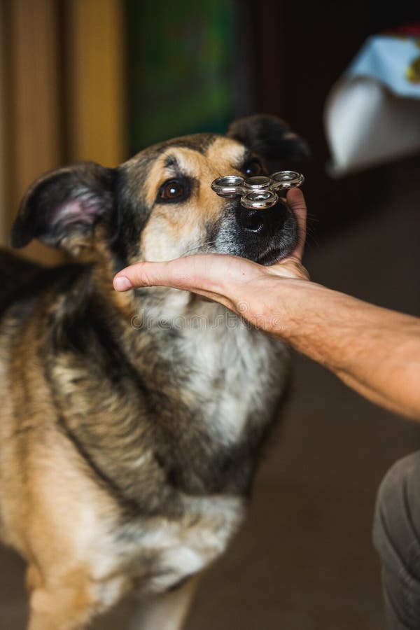 Retrato de un perro, con el spiner en nariz imágenes de archivo libres de regalías Retrato de un perro, con el spiner en nariz imágenes de archivo libres de regalías