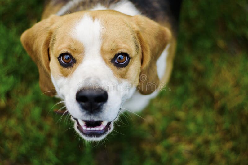 Retrato de un perro del beagle foto de archivo libre de regalías Retrato de un perro del beagle foto de archivo libre de regalías
