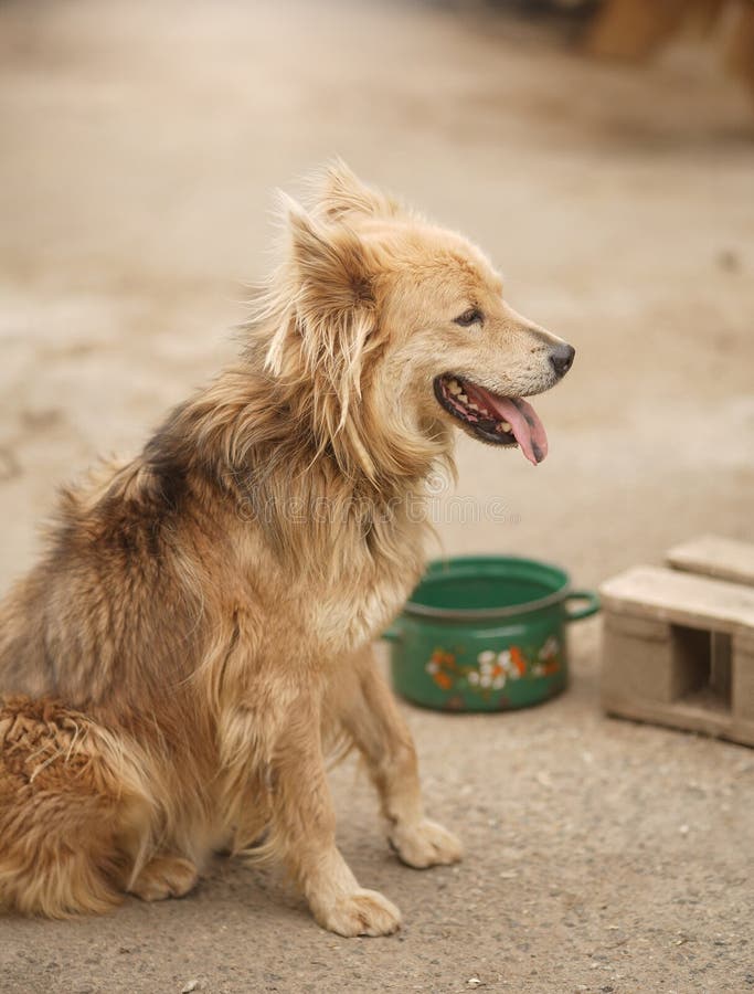 Retrato de un perro esponjoso de color beige con una lengua manchada. Retrato de un perro extravagante de color beige con una lengua manchada.
