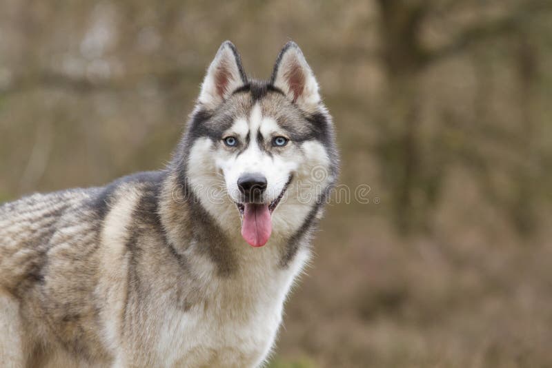 Retrato de un perro esquimal siberiano imágenes de archivo libres de regalías Retrato de un perro esquimal siberiano imágenes de archivo libres de regalías