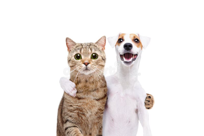 Retrato de un perro Jack Russell Terrier y de recto escocés del gato abrazándose imágenes de archivo libres de regalías