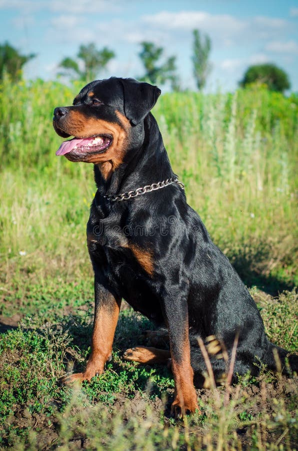 Download Retrato De Un Perro De La Raza Un Rottweiler En Caminar Foto de archivo - Imagen de hermoso, grande: 100527026