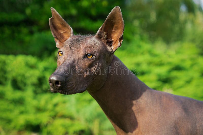 Retrato De Un Perro De La Raza De Xoloitzcuintli, Perro Sin Pelo Mexicano Del Color Negro, Colocándose Al Aire Libre En La Tierra Foto de archivo - Imagen de hairless, favorito: 140700180 Retrato De Un Perro De La Raza De Xoloitzcuintli, Perro Sin Pelo Mexicano Del Color Negro, Colocándose Al Aire Libre En La Tierra Foto de archivo - Imagen de hairless, favorito: 140700180