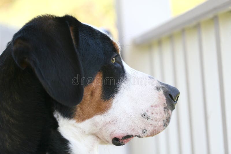 Retrato de un perro suizo de la montaña imagen de archivo libre de regalías Retrato de un perro suizo de la montaña imagen de archivo libre de regalías