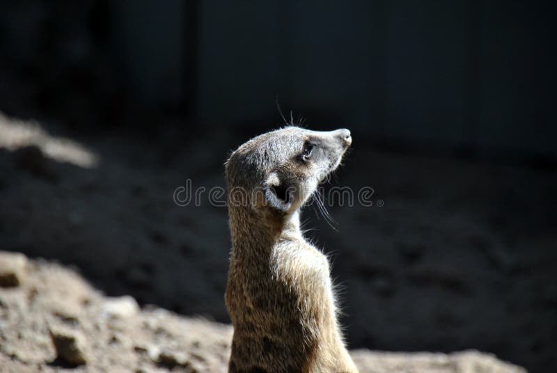 Retrato de un puesto de observación del meerkat foto de archivo libre de regalías Retrato de un puesto de observación del meerkat foto de archivo libre de regalías