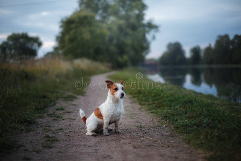 Retrato de un terrier de Jack Russell al aire libre Un perro en un paseo en el parque foto de archivo Retrato de un terrier de Jack Russell al aire libre Un perro en un paseo en el parque foto de archivo