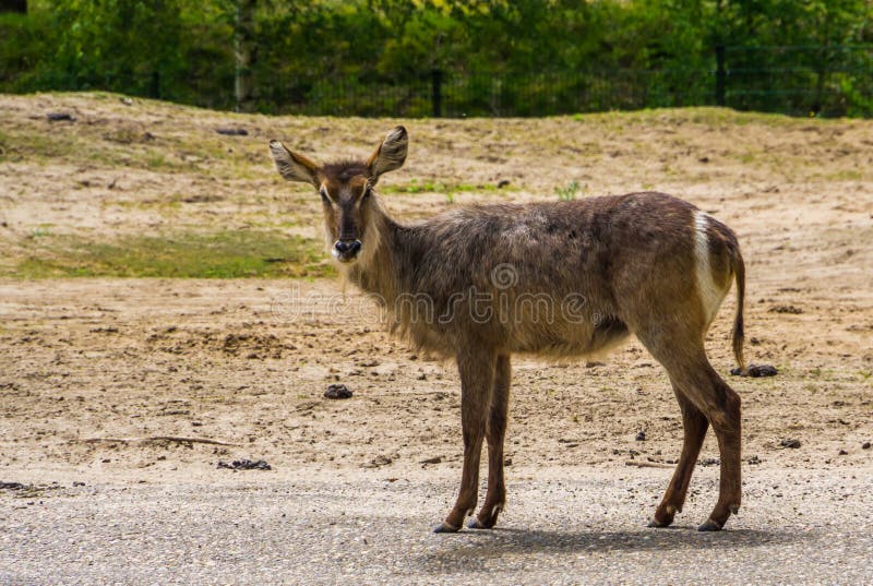 Retrato de un waterbuck femenino, especie del primer del antílope del pantano de África fotografía de archivo libre de regalías Retrato de un waterbuck femenino, especie del primer del antílope del pantano de África fotografía de archivo libre de regalías