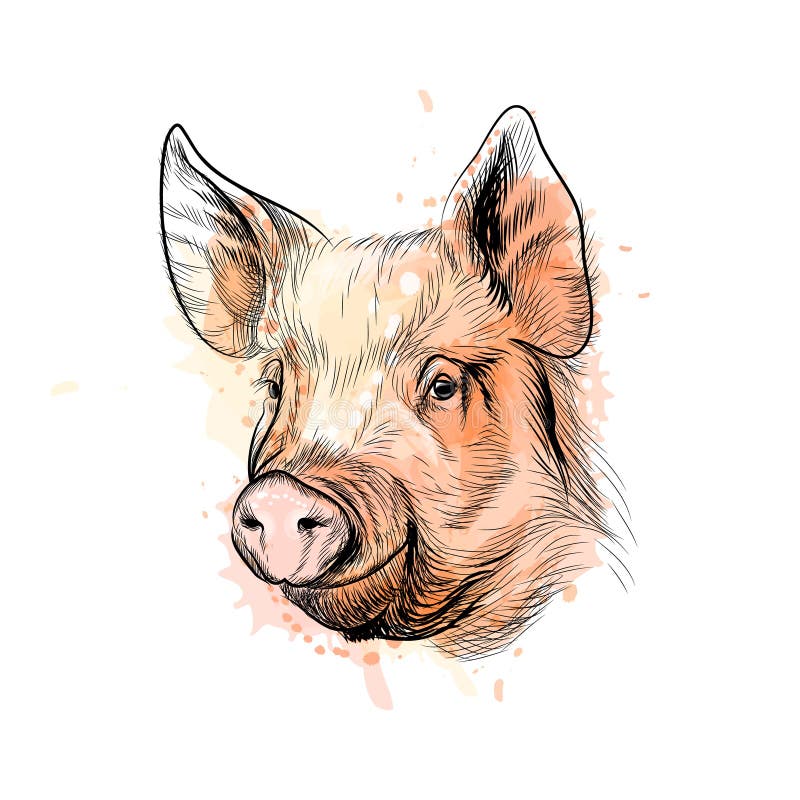 Retrato de una cabeza del cerdo Año chino de la muestra del zodiaco de cerdo