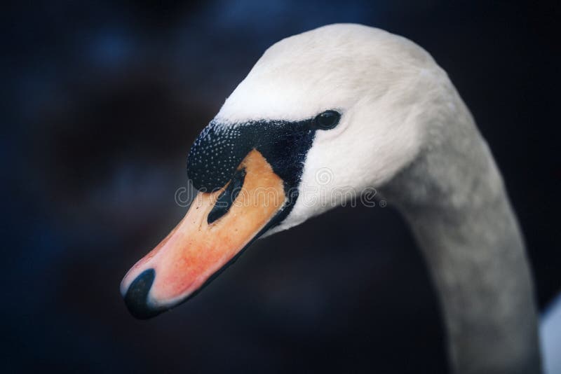 Retrato de una cabeza del cisne imagen de archivo Retrato de una cabeza del cisne imagen de archivo