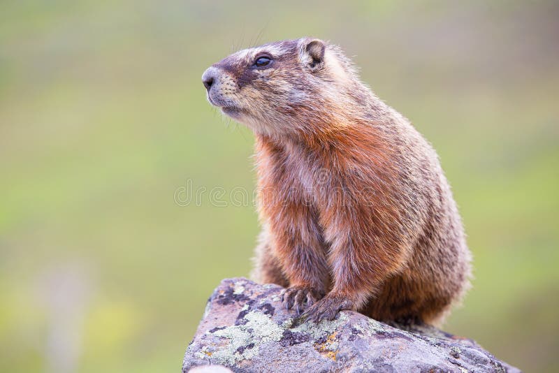 Retrato de una marmota fotos de archivo libres de regalías Retrato de una marmota fotos de archivo libres de regalías
