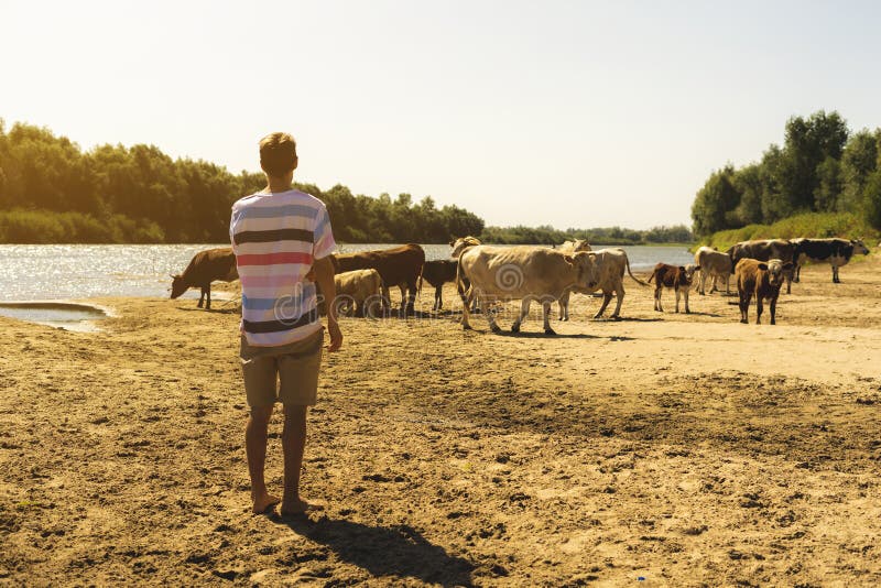 Retrato de vacas sheeping do fazendeiro masculino farpado considerável novo no campo s do verão imagens de stock royalty free Retrato de vacas sheeping do fazendeiro masculino farpado considerável novo no campo s do verão imagens de stock royalty free