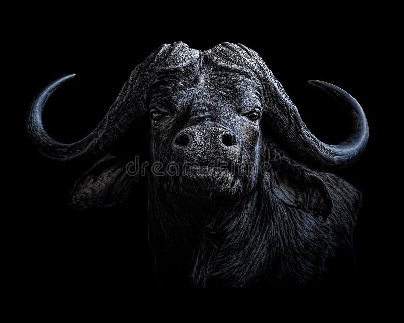 Retrato del búfalo del cabo