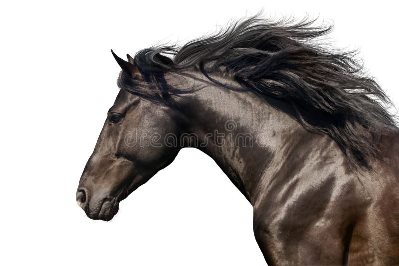 Retrato del caballo en el movimiento