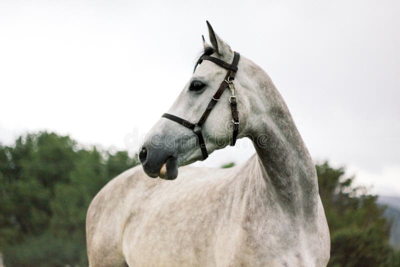 Retrato del caballo gris hermoso en fondo de la naturaleza fotos de archivo libres de regalías Retrato del caballo gris hermoso en fondo de la naturaleza fotos de archivo libres de regalías