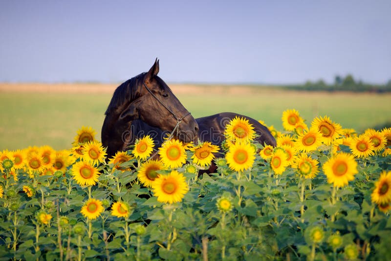 Retrato del caballo negro hermoso en flor fotos de archivo libres de regalías Retrato del caballo negro hermoso en flor fotos de archivo libres de regalías