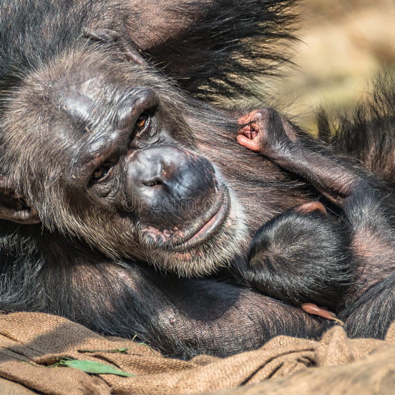 Retrato del chimpancé de la madre con su pequeño bebé divertido imagenes de archivo Retrato del chimpancé de la madre con su pequeño bebé divertido imagenes de archivo