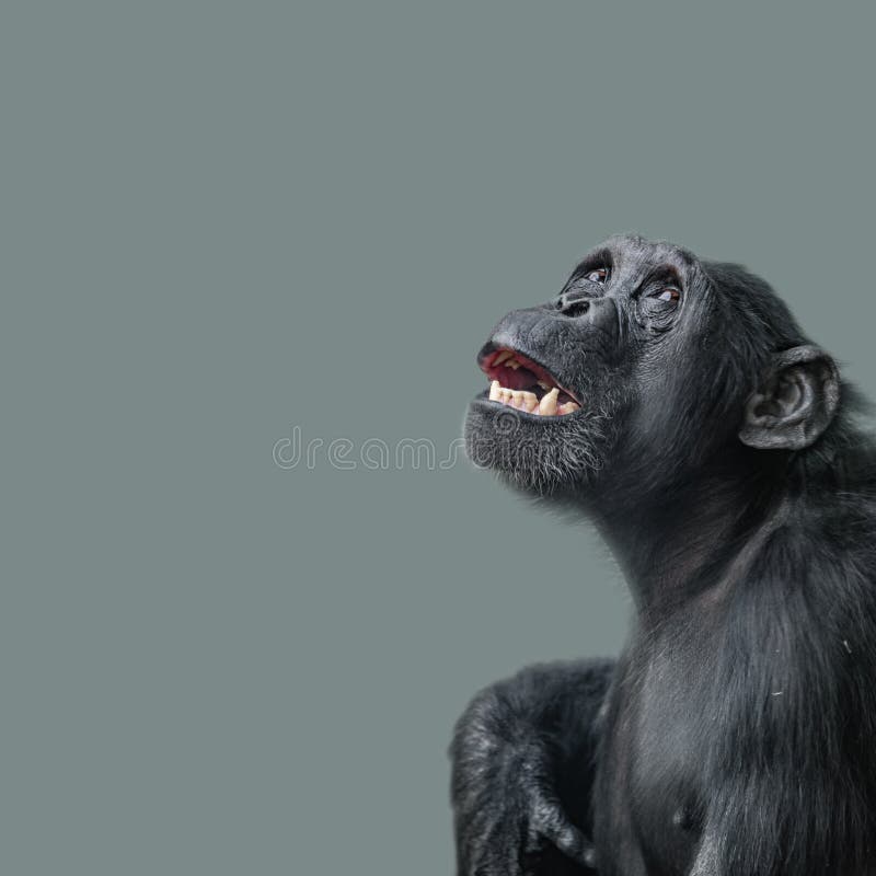 Retrato del chimpancé temeroso, aterrorizado en el uniforme liso detrás imagenes de archivo