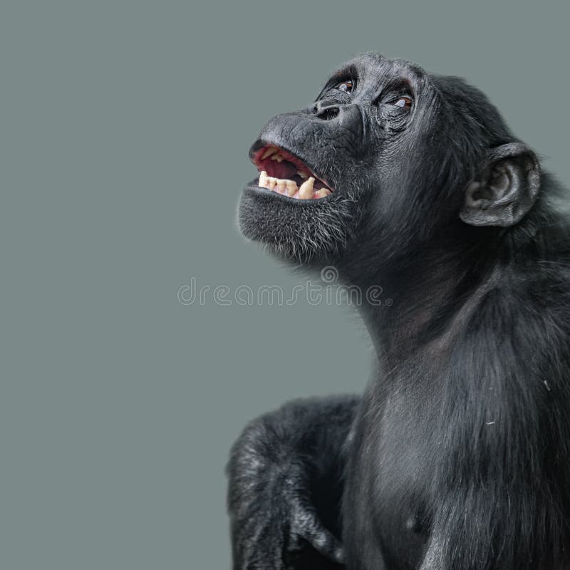 Retrato del chimpancé temeroso, aterrorizado en el uniforme liso detrás foto de archivo libre de regalías