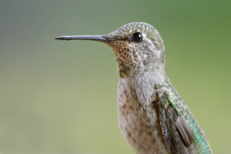 This is a portrait-style image of a mature female Anna's Hummingbird. Although tiny, these birds travel at very high speeds and can be quite aggressive and territorial, particularly with respect to food sources. This is a portrait-style image of a mature female Anna's Hummingbird. Although tiny, these birds travel at very high speeds and can be quite aggressive and territorial, particularly with respect to food sources.