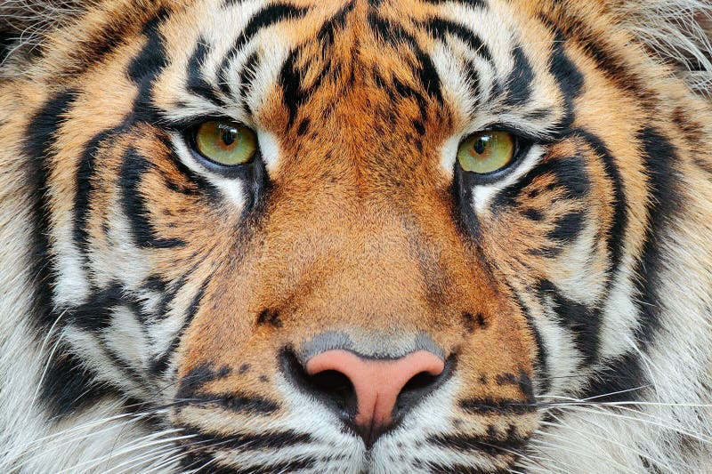 Retrato del detalle del primer del tigre El tigre de Sumatran, sumatrae del Tigris del Panthera, la subespecie rara del tigre que imagen de archivo libre de regalías Retrato del detalle del primer del tigre El tigre de Sumatran, sumatrae del Tigris del Panthera, la subespecie rara del tigre que imagen de archivo libre de regalías