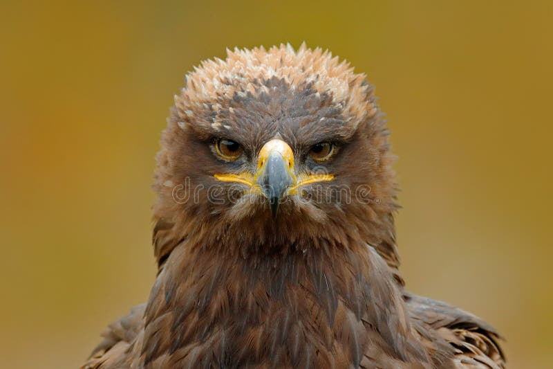 Retrato del detalle del águila Pájaro en la hierba Estepa Eagle, nipalensis de Aquila, sentándose en la hierba en prado, bosque e