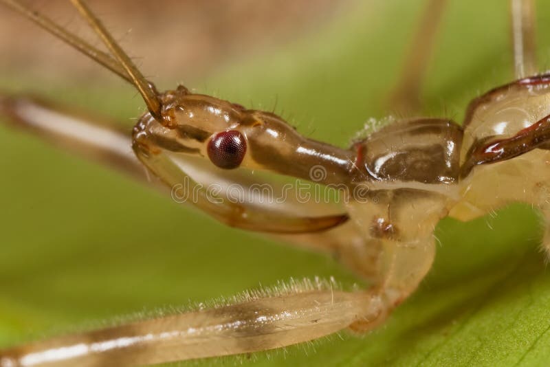 Retrato de una chinche asesina fotografía de archivo