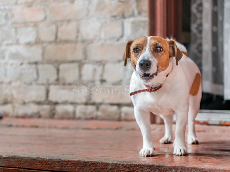 Retrato del frente del exterior derecho del pequeño del perro del enchufe terrier lindo de Russel en el pórtico de madera de la c fotos de archivo Retrato del frente del exterior derecho del pequeño del perro del enchufe terrier lindo de Russel en el pórtico de madera de la c fotos de archivo