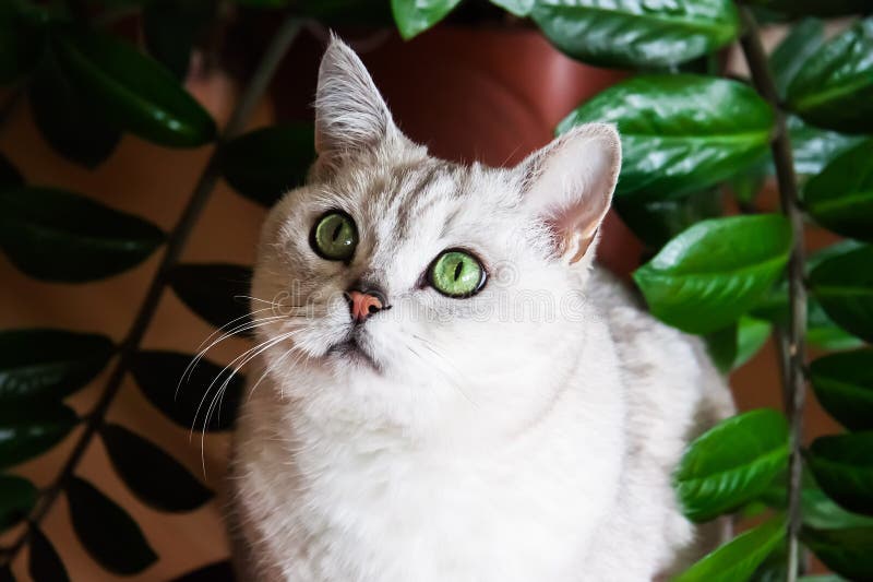 Retrato del gato blanco de ojos verdes al lado del houseplant, imagen de archivo Retrato del gato blanco de ojos verdes al lado del houseplant, imagen de archivo