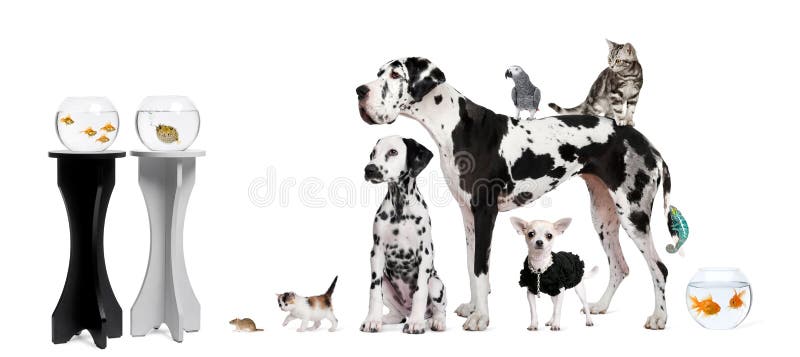 Group portrait of animals in front of black and white background. Group portrait of animals in front of black and white background