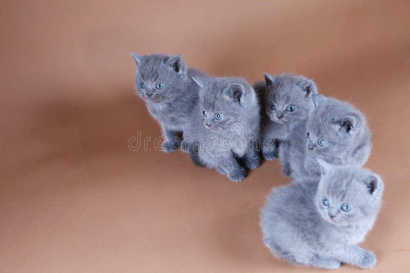 Retrato del grupo de cinco gatitos, fondo beige, cara linda imágenes de archivo libres de regalías