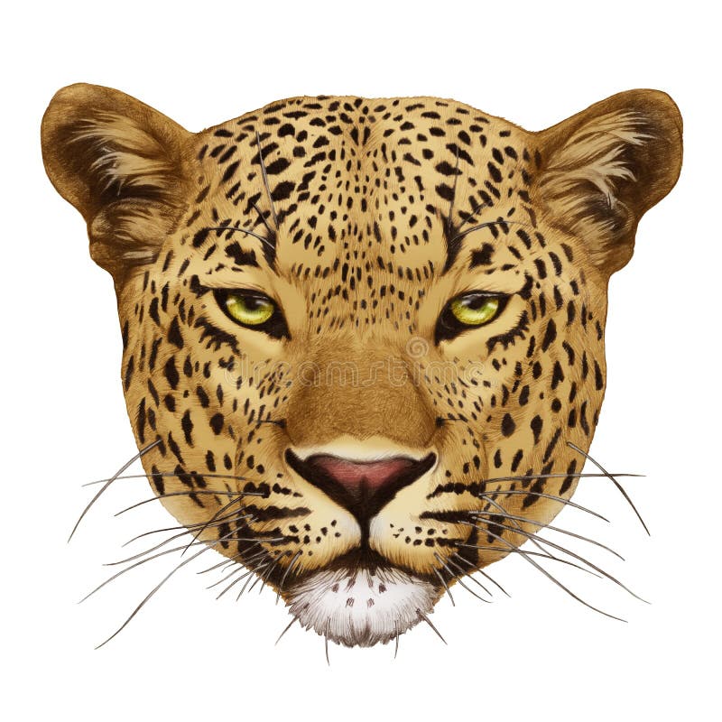 Retrato del leopardo ilustración del vector Retrato del leopardo ilustración del vector