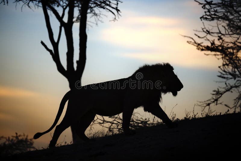 Retrato del león africano de itinerancia libre foto de archivo libre de regalías