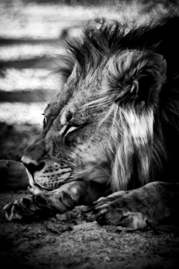Retrato del león de Kalahari que se acuesta foto de archivo libre de regalías Retrato del león de Kalahari que se acuesta foto de archivo libre de regalías