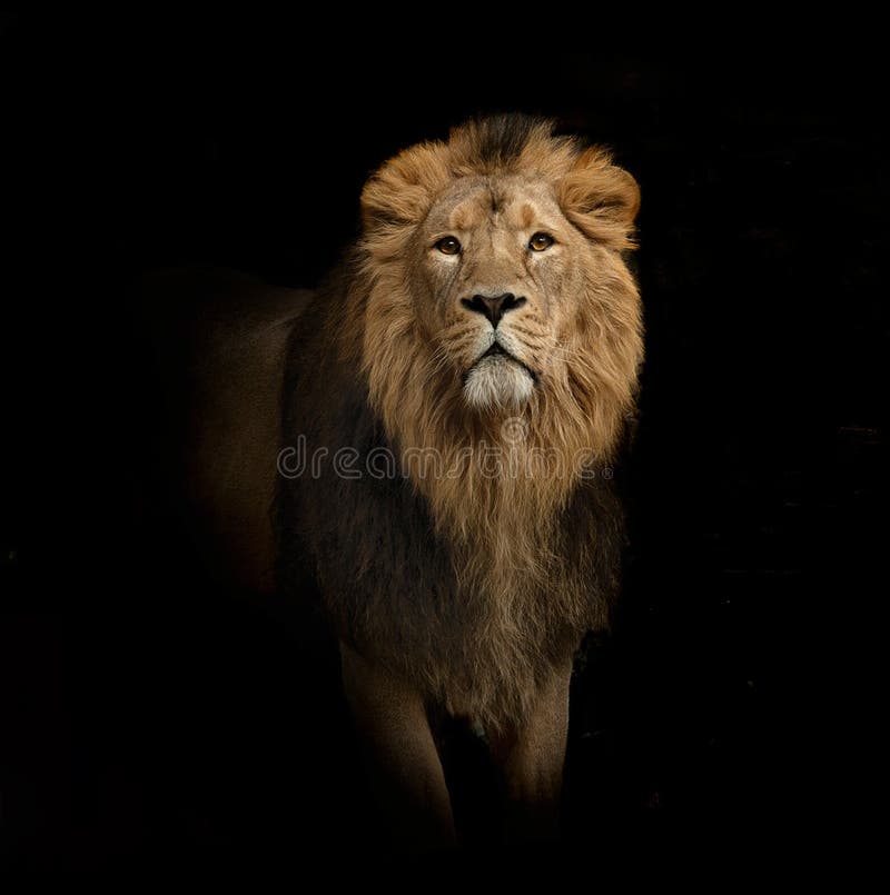 Retrato del león en negro