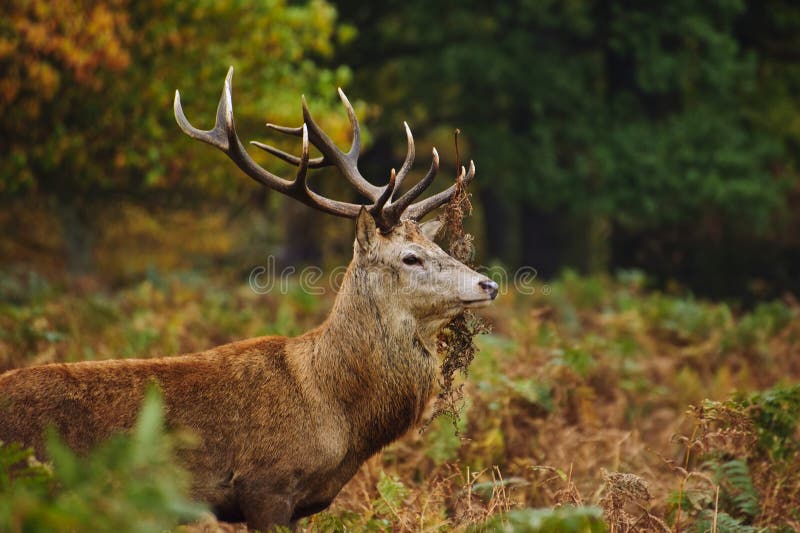 Retrato del macho majestuoso de los ciervos rojos en caída del otoño foto de archivo libre de regalías Retrato del macho majestuoso de los ciervos rojos en caída del otoño foto de archivo libre de regalías