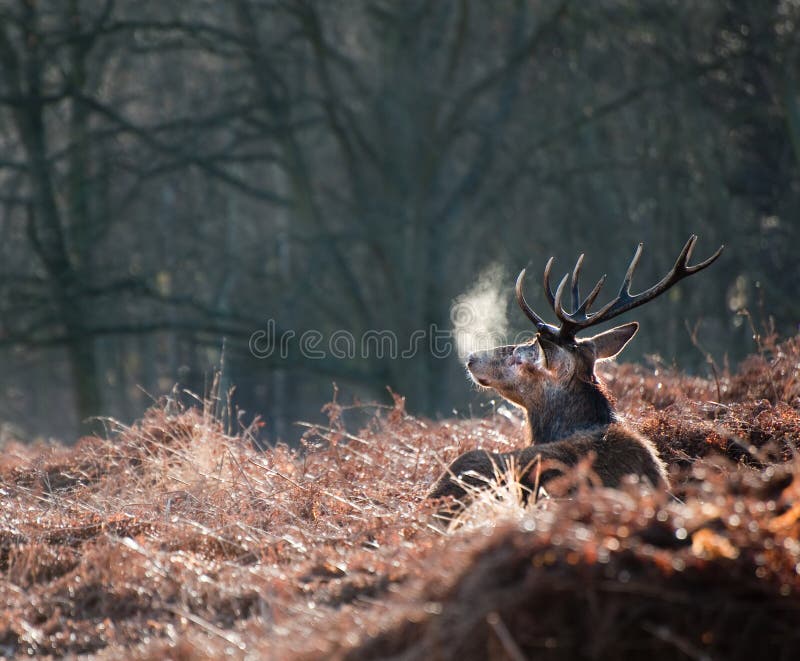Retrato del macho majestuoso de los ciervos rojos en caída del otoño fotografía de archivo libre de regalías Retrato del macho majestuoso de los ciervos rojos en caída del otoño fotografía de archivo libre de regalías
