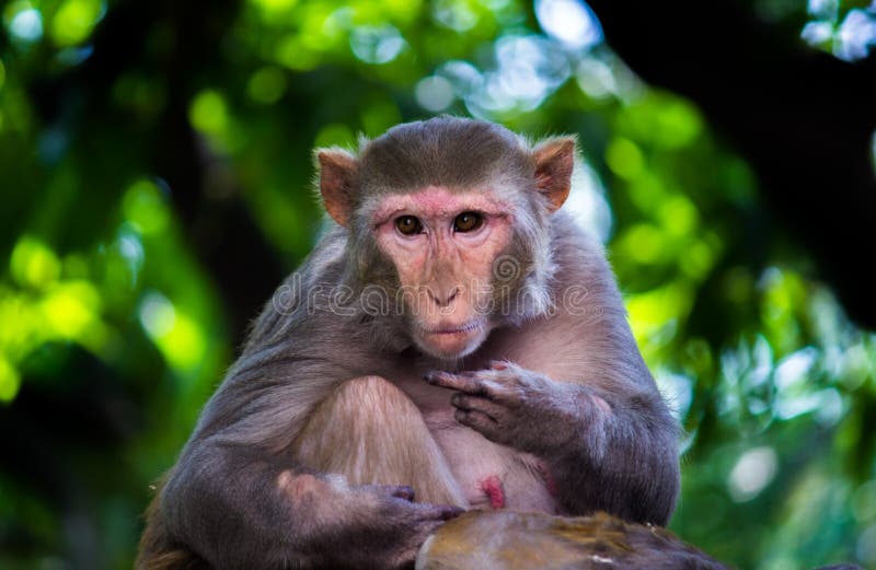 Retrato Del Mono Rhesus Mostrando El Dedo Medio Y Mirando a La Imagen de archivo - Imagen de animales: