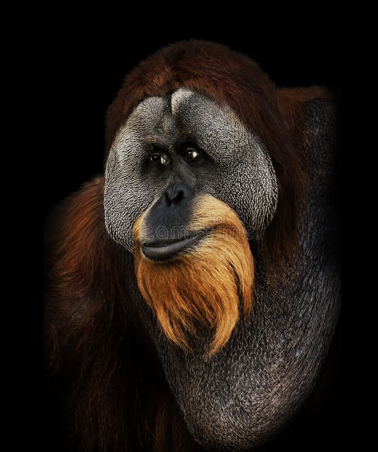 Retrato del orangután fotografía de archivo Retrato del orangután fotografía de archivo