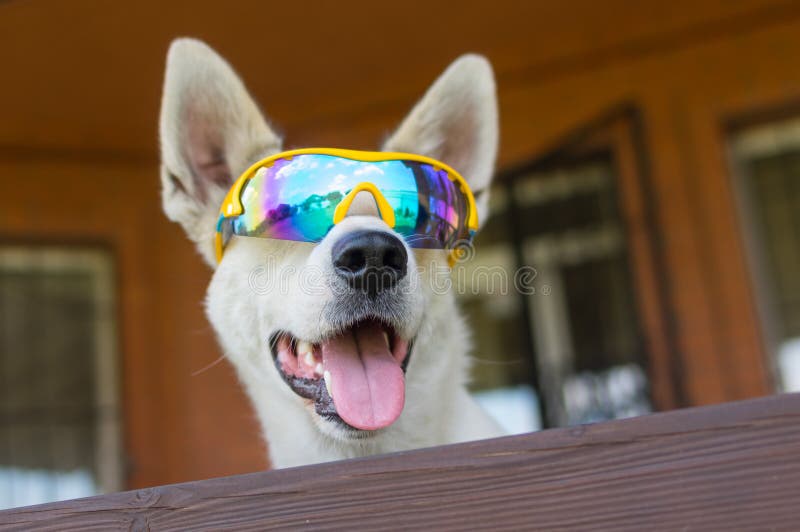 Retrato del perro blanco del híbrido en gafas de sol del camaleón imágenes de archivo libres de regalías Retrato del perro blanco del híbrido en gafas de sol del camaleón imágenes de archivo libres de regalías