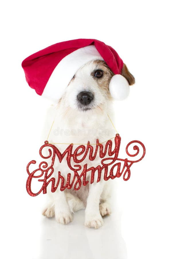 Retrato del perro de la Navidad PERRITO DIVERTIDO DE JACK RUSSELL QUE LLEVA EL SAN ROJO foto de archivo libre de regalías
